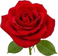 a single red rose with green leaves.jpg